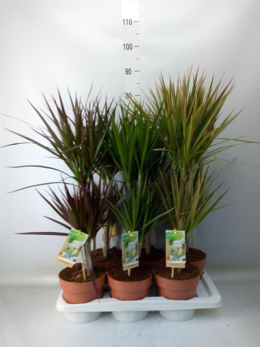 <h4>Dracaena   ...mix</h4>