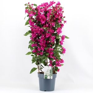 Bougainvillea 'Sanderiana' op rek paars