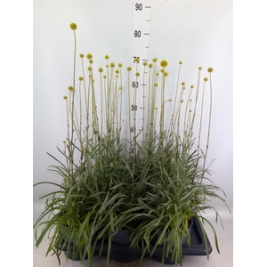 Craspedia globosa 'Golf Beauty'