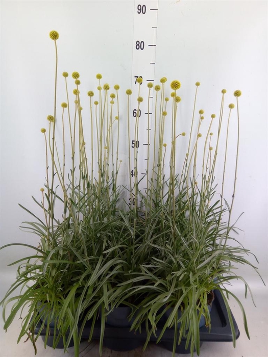 <h4>Craspedia globosa 'Golf Beauty'</h4>