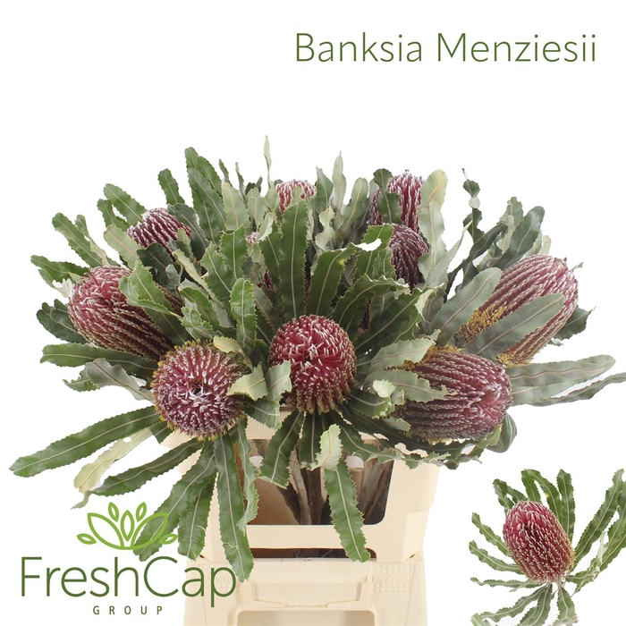 <h4>Banksia Menziesii</h4>