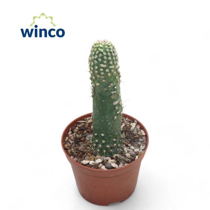 <h4>Cleistocactus Strausii Inermis</h4>