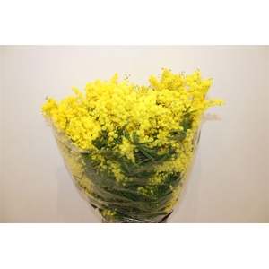 Mimosa Mirandol 500gr P Bunch