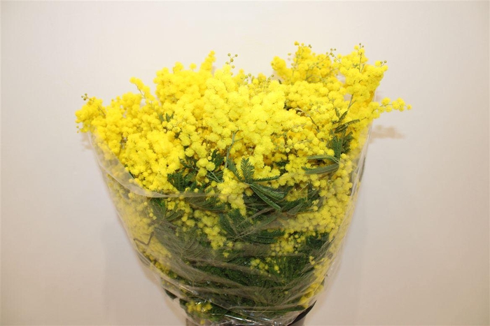 <h4>Mimosa Mirandol 500gr P Bunch</h4>