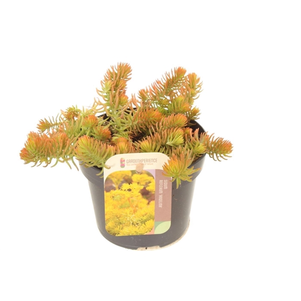 <h4>Sedum reflexum Angelina</h4>