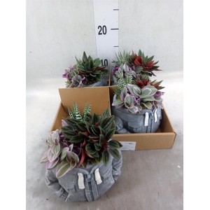 Arr.   Kamerplant Groen L%