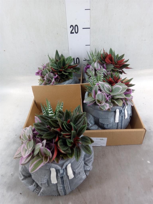 Arr.   Kamerplant Groen L%
