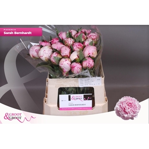 Paeonia Sarah Bernhardt