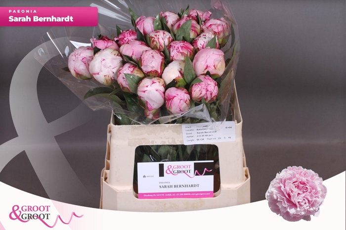 <h4>Paeonia Sarah Bernhardt</h4>