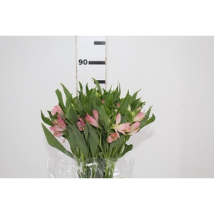 ALSTROEMERIA DUBAI 080 CM