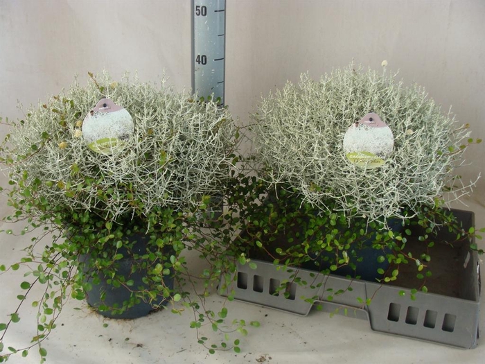<h4>Leucophyta brownii 'Challenge'</h4>