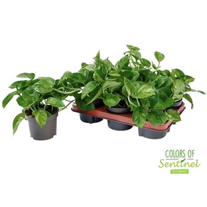 Epipremnum pinnatum Global Green 12Ø 20cm