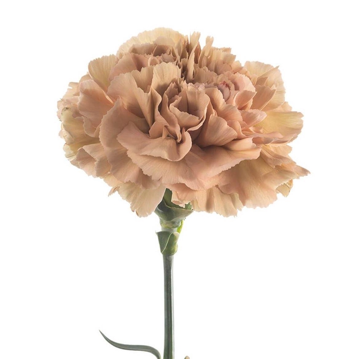 <h4>Di St Caramel</h4>