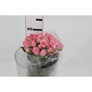 ROSA SPRAY STAR BLUSH 050 CM