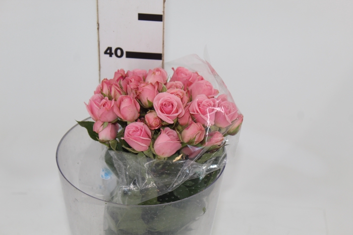 ROSA SPRAY STAR BLUSH 050 CM