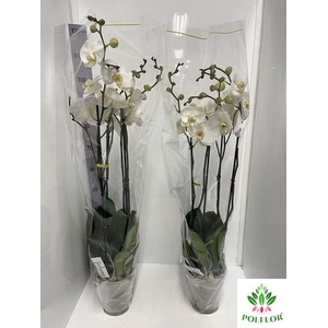 Phalaenopsis Fortuno Alto 17Ø 110cm 4st 24fl