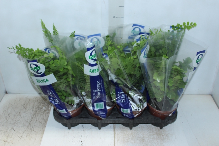 <h4>AVENCA VARIADA P15</h4>