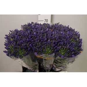 Agap Eyfori Blue