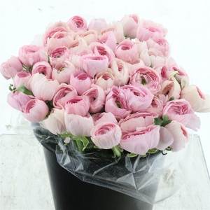 Ran Su Sr Favola Extra