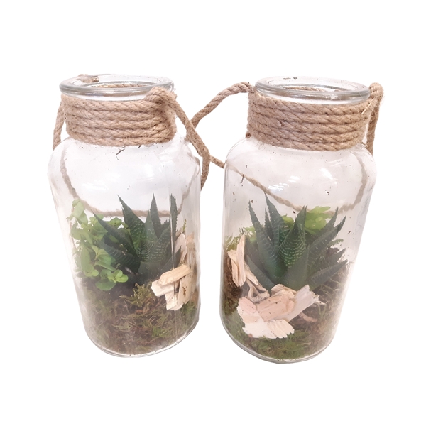 <h4>709 RP Fles10/20 Terrarium Succulentmix</h4>