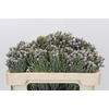 Kaaps Groen Silver Brunia