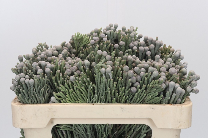 <h4>Kaaps Groen Silver Brunia</h4>