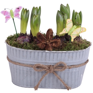 Bulbs Arr. Hyacint Zinc Pot with Rope Oval Ø25cm 6PP