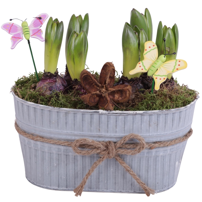 <h4>Bulbs Arr. Hyacint Zinc Pot with Rope Oval Ø25cm 6PP</h4>