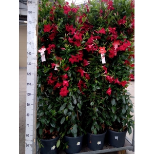 Mandevilla sand. 'SumStar Red'