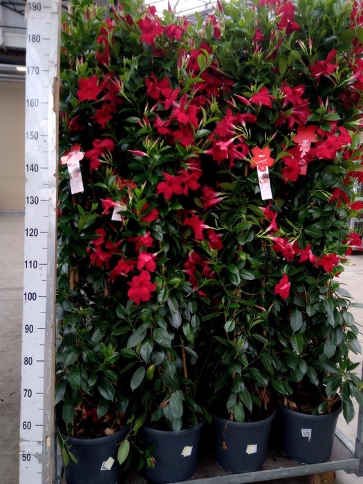 <h4>Mandevilla sand. 'SumStar Red'</h4>