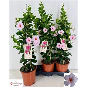 Mande Sun Earl Cream 70cm