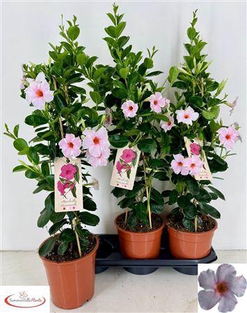 <h4>Mande Sun Earl Cream 70cm</h4>