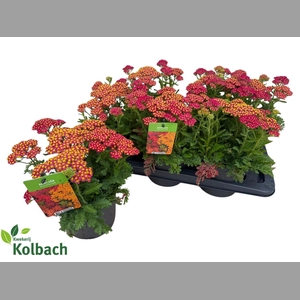 ACHI MILLEFOLIUM