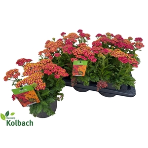ACHI MILLEFOLIUM