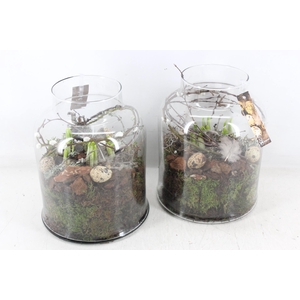 arr4 Narcis MB - Glas venice