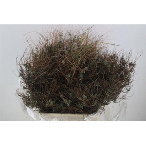 Euph Spinoza Medium 400gr P Bunch