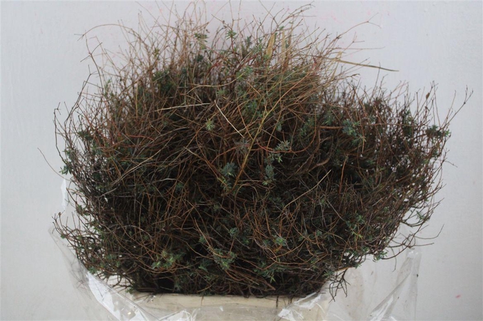 <h4>Euph Spinoza Medium 400gr P Bunch</h4>