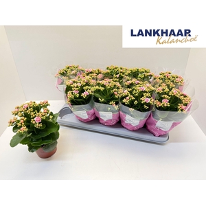 KAL GE PERFECTA PINK