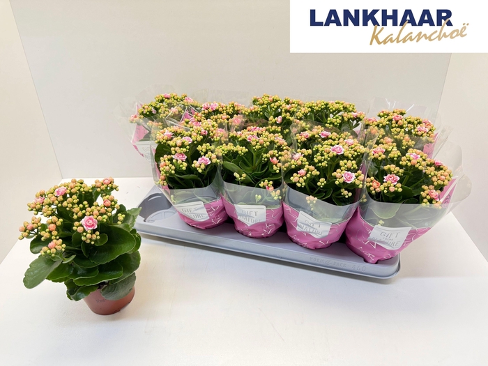 <h4>KAL GE PERFECTA PINK</h4>