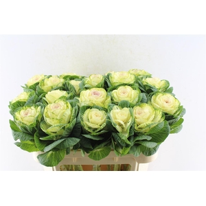 Brassica White Crane