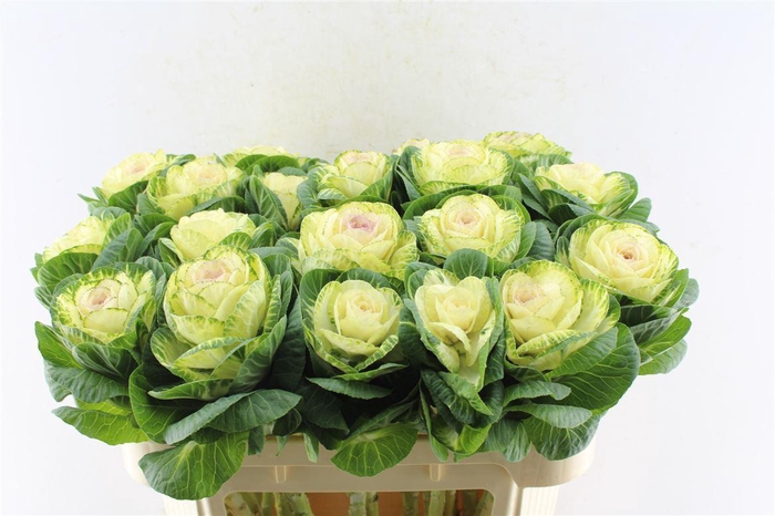 <h4>Brassica White Crane</h4>