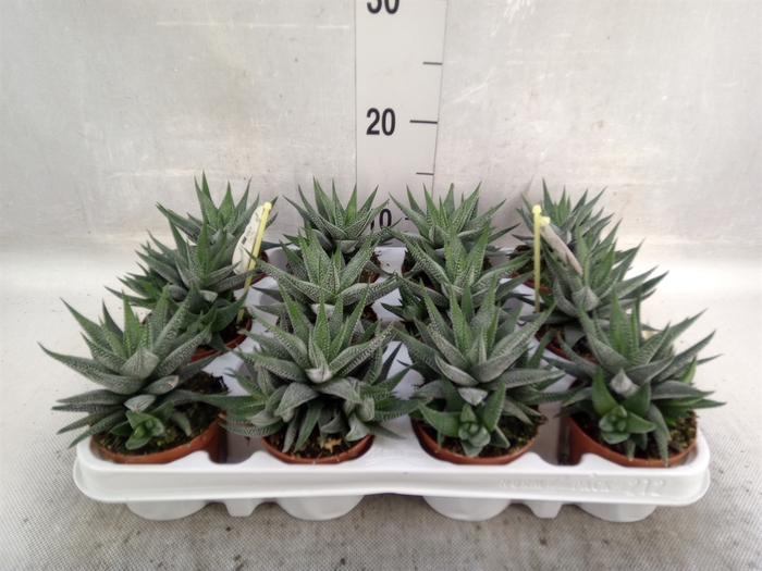 Haworthia fasciala 'Concolor'