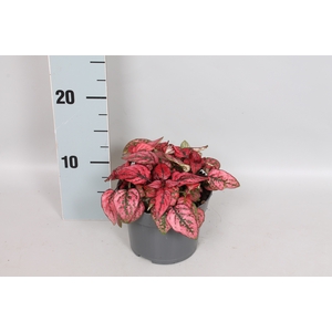 Hypoesters decor Red