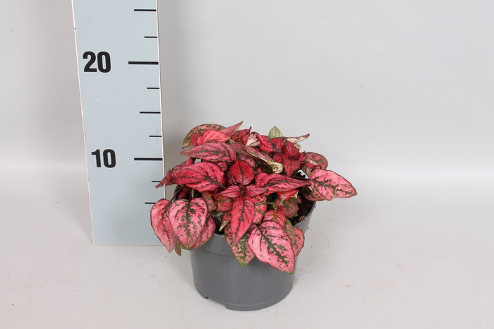 Hypoesters decor Red