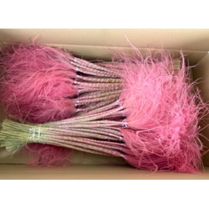 DF Stypha 60cm Bs Pink