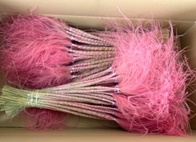 <h4>DF Stypha 60cm Bs Pink</h4>