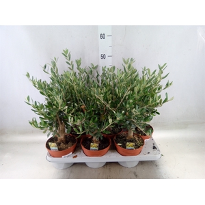 Olea europaea