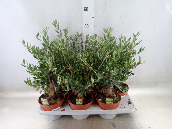 <h4>Olea europaea</h4>