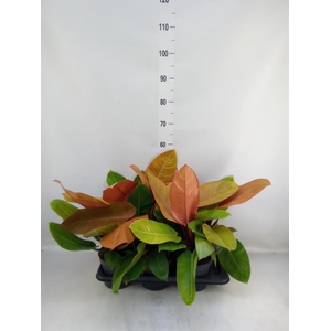 Philodendron  'Prince Of Orange'