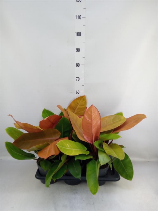 <h4>Philodendron 'Prince Of Orange'</h4>